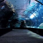 Exploring PC Aquatics: A Dive into Underwater Worlds