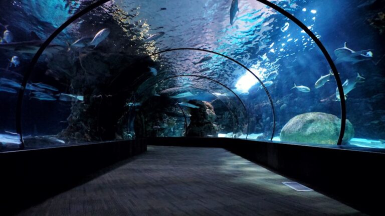 Exploring PC Aquatics: A Dive into Underwater Worlds